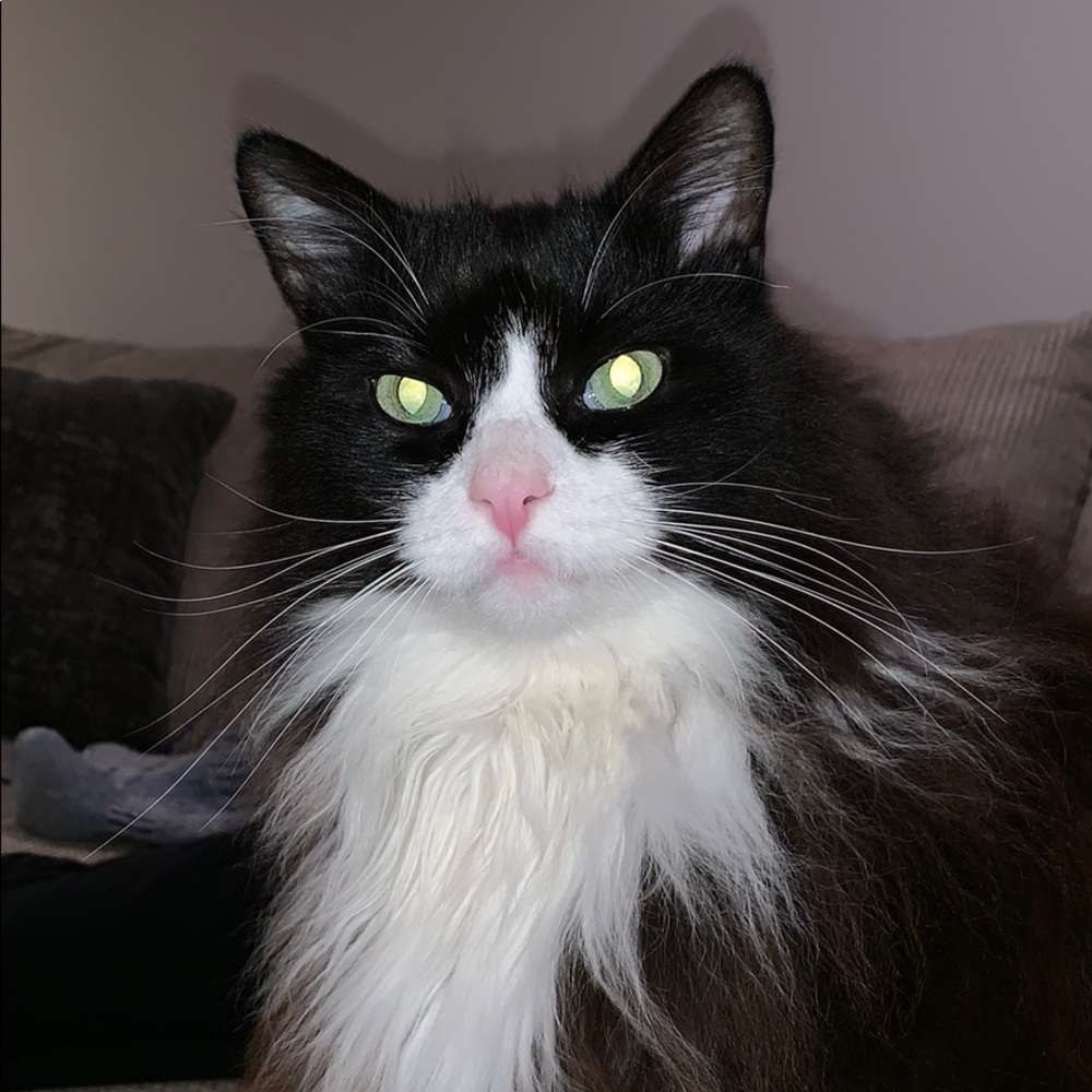 Meet your Posher, Caitlin